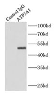 IP_mouse heart tissue